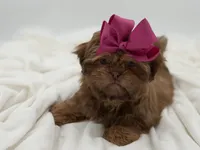 AKC Chocolate Sable, a female Shih Tzu for sale in Paducah, KY – Photo 4 of 10