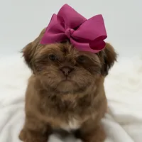 AKC Chocolate Sable, a female Shih Tzu for sale in Paducah, KY – Photo 9 of 10