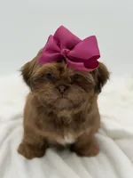 AKC Chocolate Sable, a female Shih Tzu for sale in Paducah, KY – Photo 9 of 10