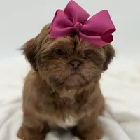 AKC Chocolate Sable, a female Shih Tzu for sale in Paducah, KY – Photo 10 of 10