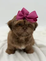 AKC Chocolate Sable, a female Shih Tzu for sale in Paducah, KY – Photo 10 of 10