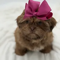 AKC Chocolate Sable, a female Shih Tzu for sale in Paducah, KY – Photo 3 of 10