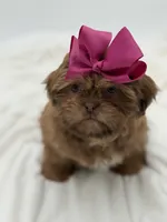 AKC Chocolate Sable, a female Shih Tzu for sale in Paducah, KY – Photo 3 of 10