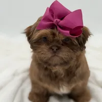 AKC Chocolate Sable, a female Shih Tzu for sale in Paducah, KY – Photo 1 of 10