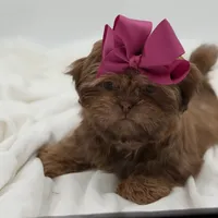 AKC Chocolate Sable, a female Shih Tzu for sale in Paducah, KY – Photo 7 of 10