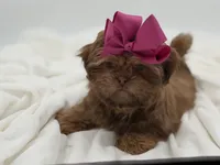 AKC Chocolate Sable, a female Shih Tzu for sale in Paducah, KY – Photo 7 of 10