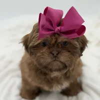 AKC Chocolate Sable, a female Shih Tzu for sale in Paducah, KY – Photo 6 of 10