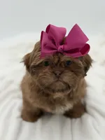 AKC Chocolate Sable, a female Shih Tzu for sale in Paducah, KY – Photo 6 of 10