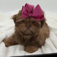 AKC Chocolate Sable, a female Shih Tzu for sale in Paducah, KY – Photo 8 of 10