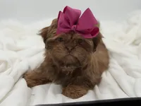 AKC Chocolate Sable, a female Shih Tzu for sale in Paducah, KY – Photo 8 of 10