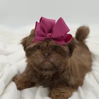 AKC Chocolate Sable, a female Shih Tzu for sale in Paducah, KY – Photo 2 of 10