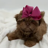 AKC Chocolate Sable, a female Shih Tzu for sale in Paducah, KY – Photo 5 of 10