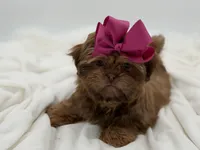 AKC Chocolate Sable, a female Shih Tzu for sale in Paducah, KY – Photo 5 of 10