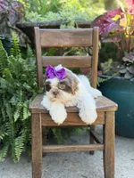 Lilac, a female Shih Tzu for sale in Paducah, KY – 10 of 10