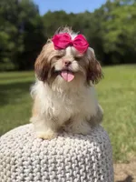 AKC Sable Parti, a female Shih Tzu for sale in Paducah, KY – 7 of 10