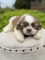 Chocolate sable , a male Shih Tzu for sale in Paducah, KY – 4 of 5