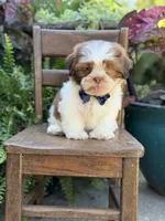 Sable parti boy , a male Shih Tzu for sale in Paducah, KY – 10 of 10