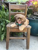 Chocolate sable, a male Shih Tzu for sale in Paducah, KY – 3 of 10