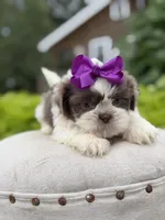 Lilac, a female Shih Tzu for sale in Paducah, KY – 9 of 10