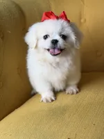 Polly, a female Pekingese for sale in Paducah, KY – 10 of 10