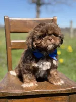 AKC Theo, a male Shih Tzu for sale in Paducah, KY – Photo 7 of 10