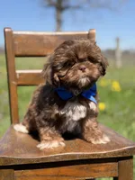 AKC Theo, a male Shih Tzu for sale in Paducah, KY – Photo 9 of 10