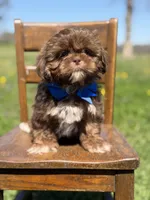 AKC Theo, a male Shih Tzu for sale in Paducah, KY – Photo 3 of 10