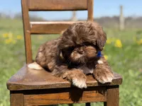 AKC Theo, a male Shih Tzu for sale in Paducah, KY – Photo 10 of 10