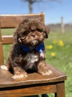 AKC Theo, a male Shih Tzu for sale in Paducah, KY – Photo 4 of 10