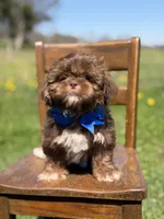 AKC Theo, a male Shih Tzu for sale in Paducah, KY – Photo 6 of 10