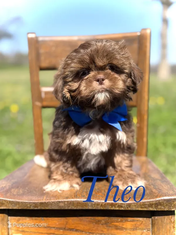 AKC Theo – Shih Tzu puppy for sale in Paducah, KY
