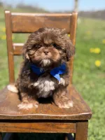 AKC Theo, a male Shih Tzu for sale in Paducah, KY – Photo 8 of 10