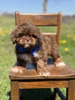 AKC Theo, a male Shih Tzu for sale in Paducah, KY – Photo 2 of 10