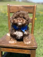 AKC Theo, a male Shih Tzu for sale in Paducah, KY – Photo 5 of 10