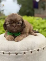 Chocolate sable, a male Shih Tzu for sale in Paducah, KY – 4 of 8