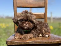 AKC Teddy, a male Shih Tzu for sale in Paducah, KY – Photo 3 of 10
