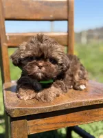 AKC Teddy, a male Shih Tzu for sale in Paducah, KY – Photo 2 of 10