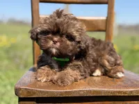 AKC Teddy, a male Shih Tzu for sale in Paducah, KY – Photo 10 of 10