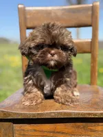 AKC Teddy, a male Shih Tzu for sale in Paducah, KY – Photo 6 of 10