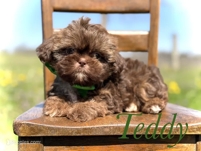 AKC Teddy – Shih Tzu puppy for sale in Paducah, KY