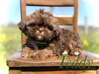 AKC Teddy, a male Shih Tzu for sale in Paducah, KY – Photo 1 of 10