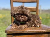 AKC Teddy, a male Shih Tzu for sale in Paducah, KY – Photo 9 of 10