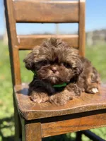 AKC Teddy, a male Shih Tzu for sale in Paducah, KY – Photo 8 of 10