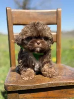 AKC Teddy, a male Shih Tzu for sale in Paducah, KY – Photo 4 of 10