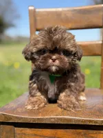 AKC Teddy, a male Shih Tzu for sale in Paducah, KY – Photo 5 of 10