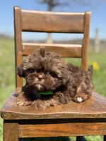 AKC Teddy, a male Shih Tzu for sale in Paducah, KY – Photo 7 of 10