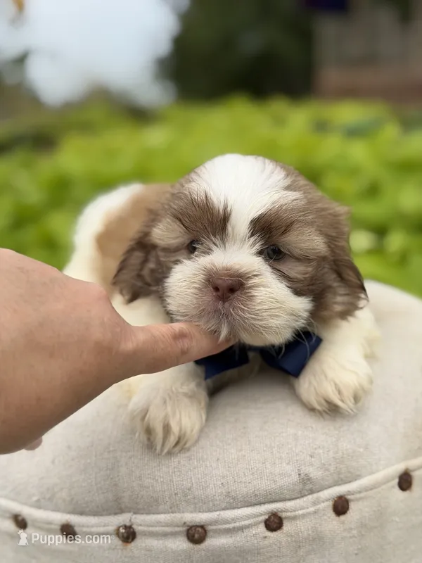 Chocolate sable  – Shih Tzu puppy for sale in Paducah, KY