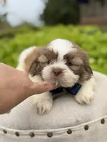 Chocolate sable , a male Shih Tzu for sale in Paducah, KY – 1 of 5