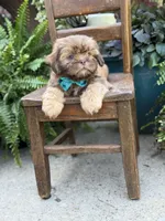 Chocolate sable, a male Shih Tzu for sale in Paducah, KY – 8 of 10