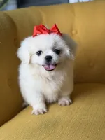 Polly, a female Pekingese for sale in Paducah, KY – 9 of 10